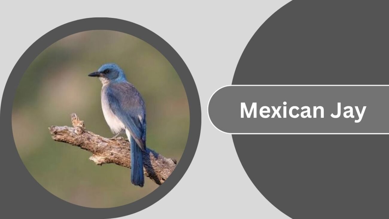 Mexican Jay