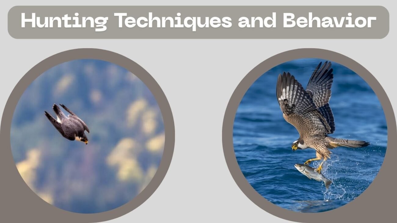 Hunting Techniques and Behavior