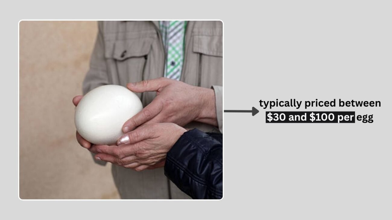 Where to Buy Ostrich Eggs