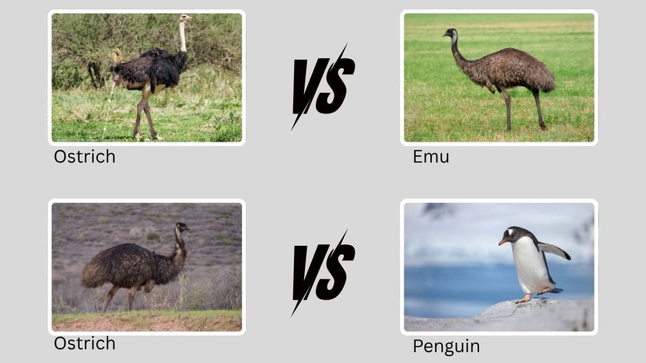 Flightless Bird Comparison