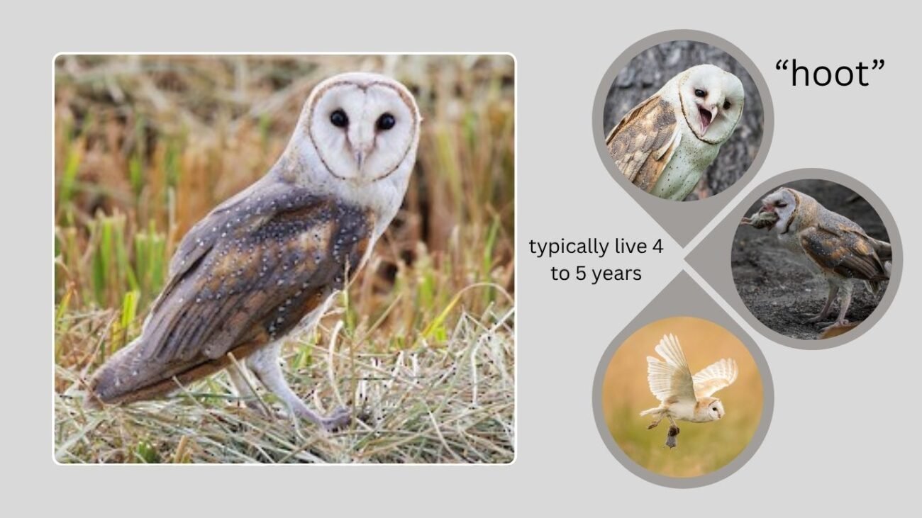 14 Unknown Facts About the Barn Owl And Amazing Pictures  