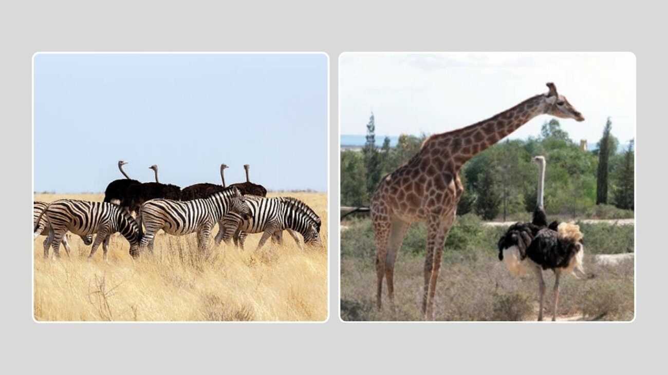 Ostriches and Other Animals in Their Environment