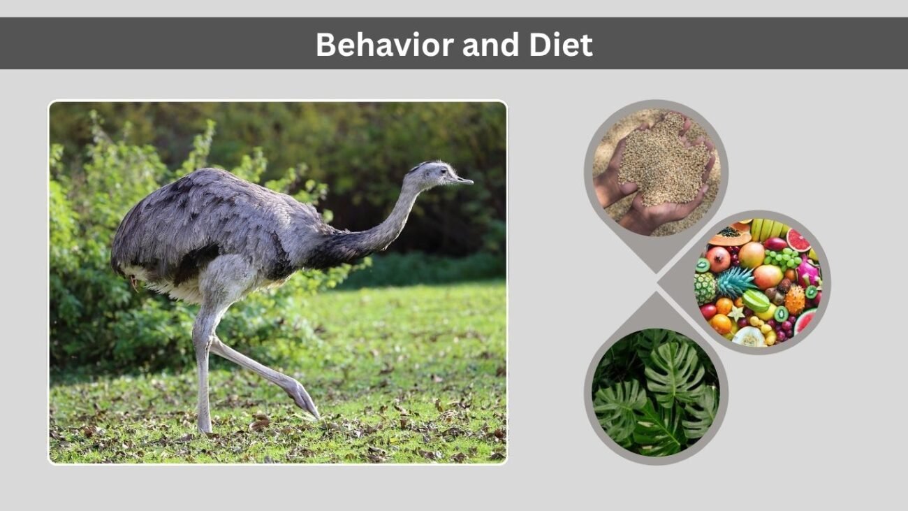 Behavior and Diet