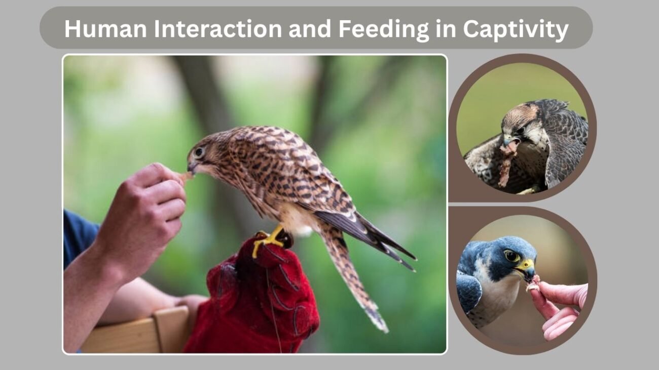 Human Interaction and Feeding in Captivity