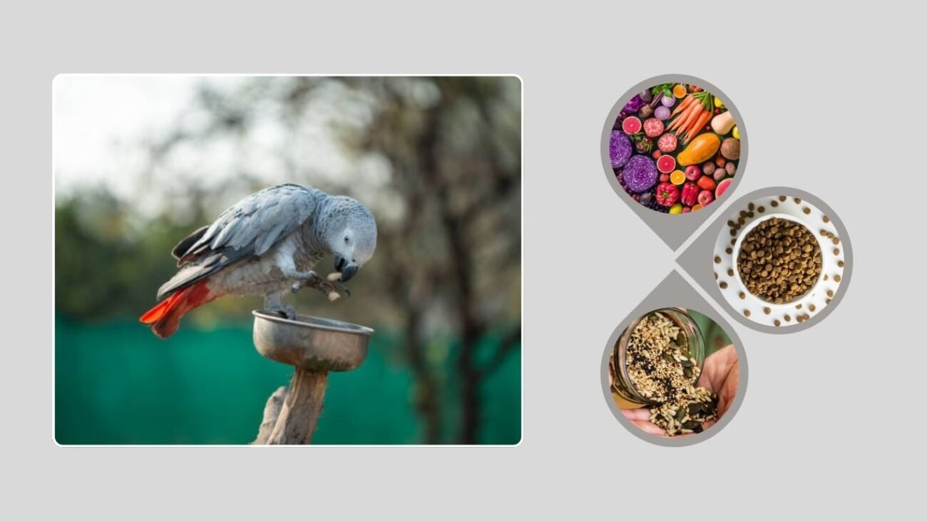 Diet and Nutrition