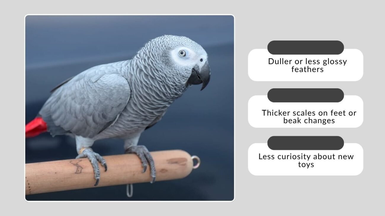Signs of Aging in African Grey Parrots