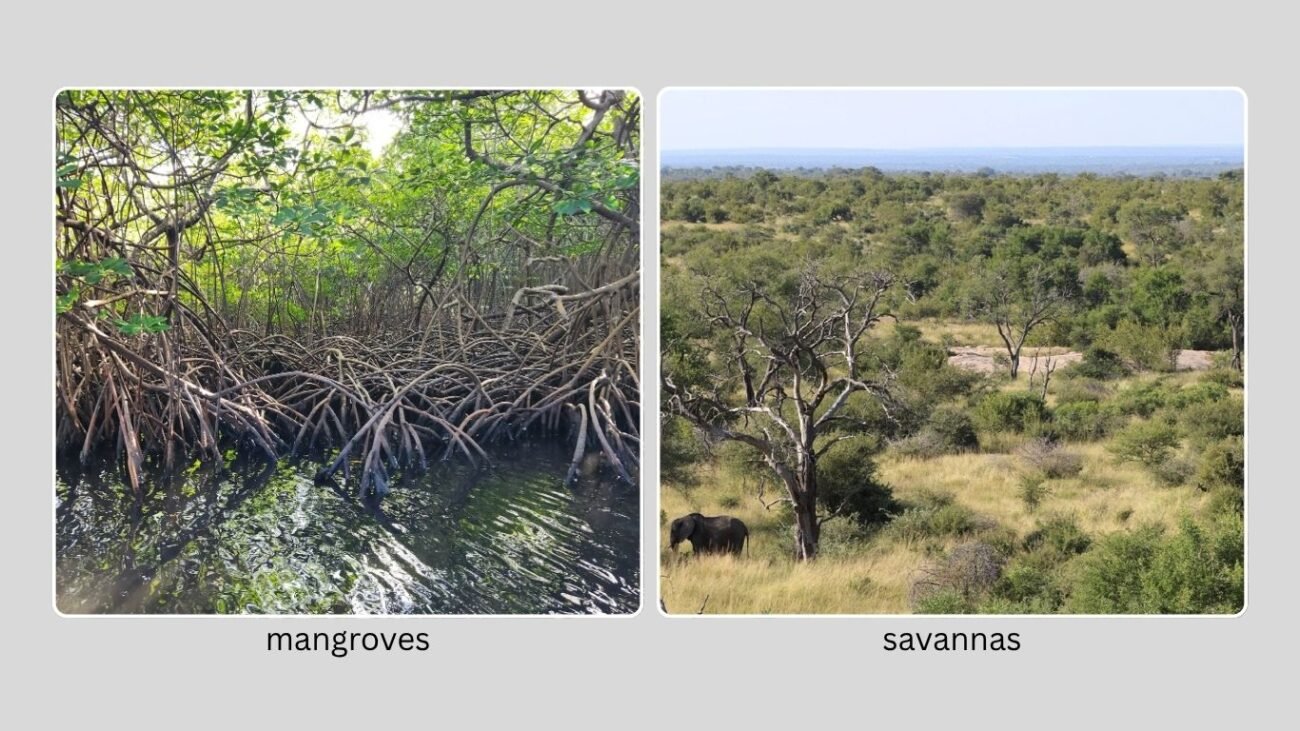 Habitat and Distribution