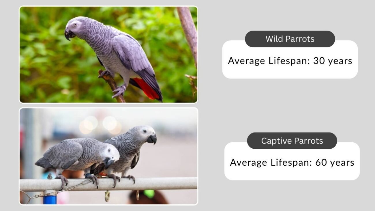 Captivity vs Wild Lifespan