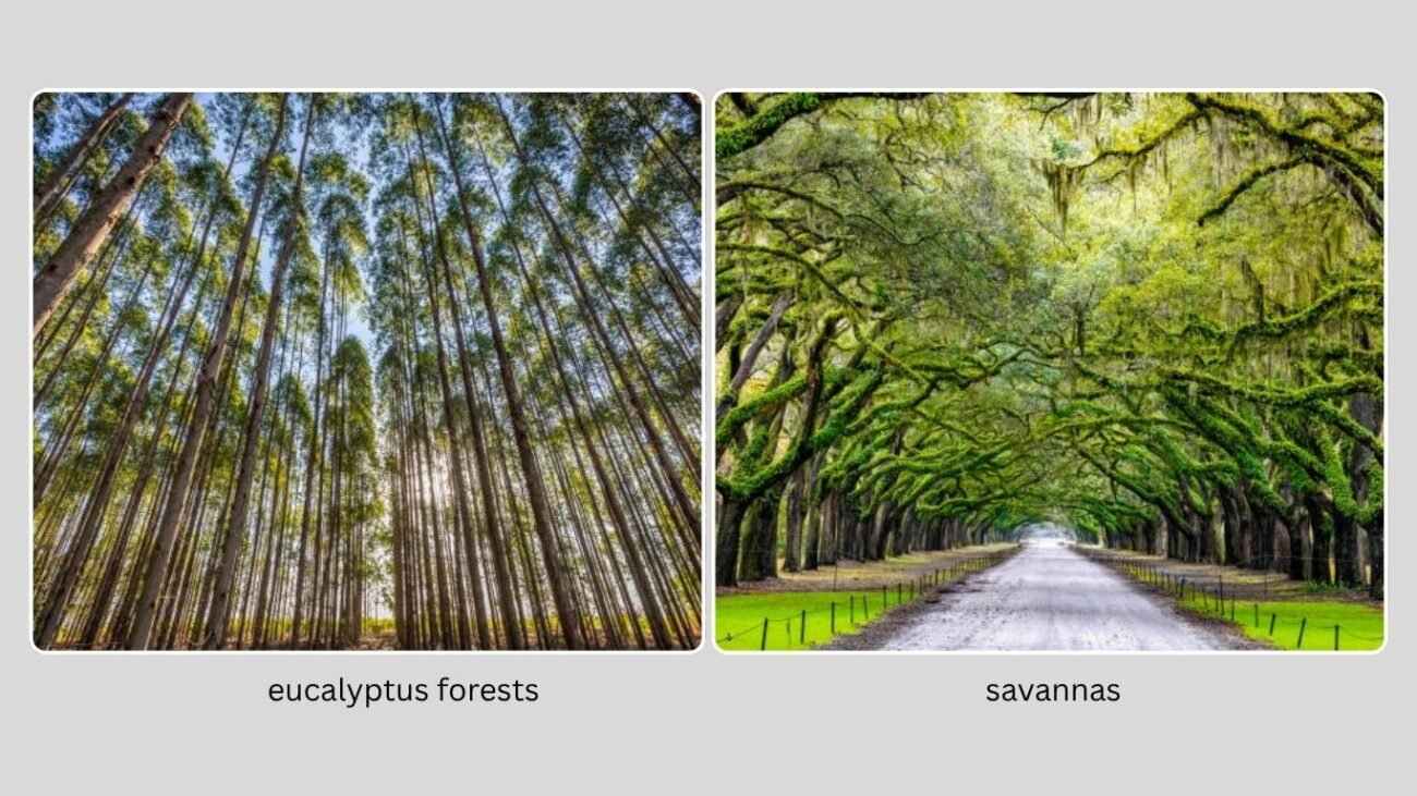 Habitat and Natural Distribution