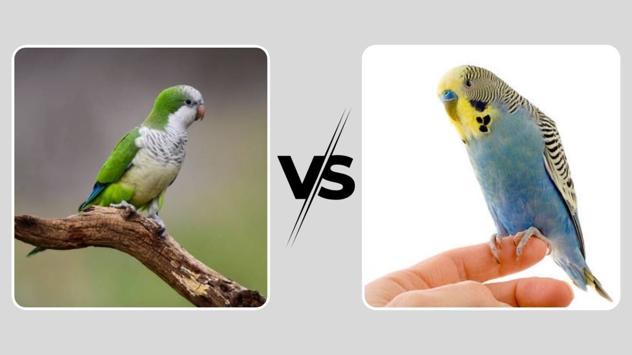 Quaker Parrot vs Parakeet