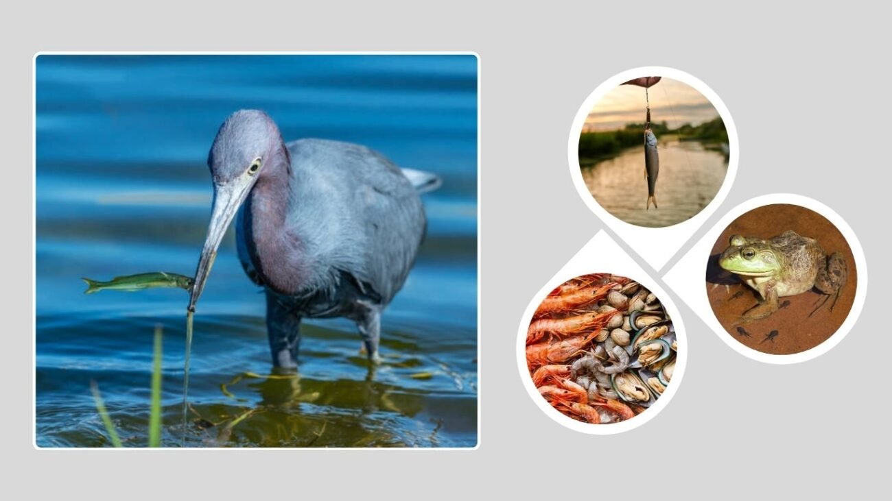 Diet and Feeding Habits