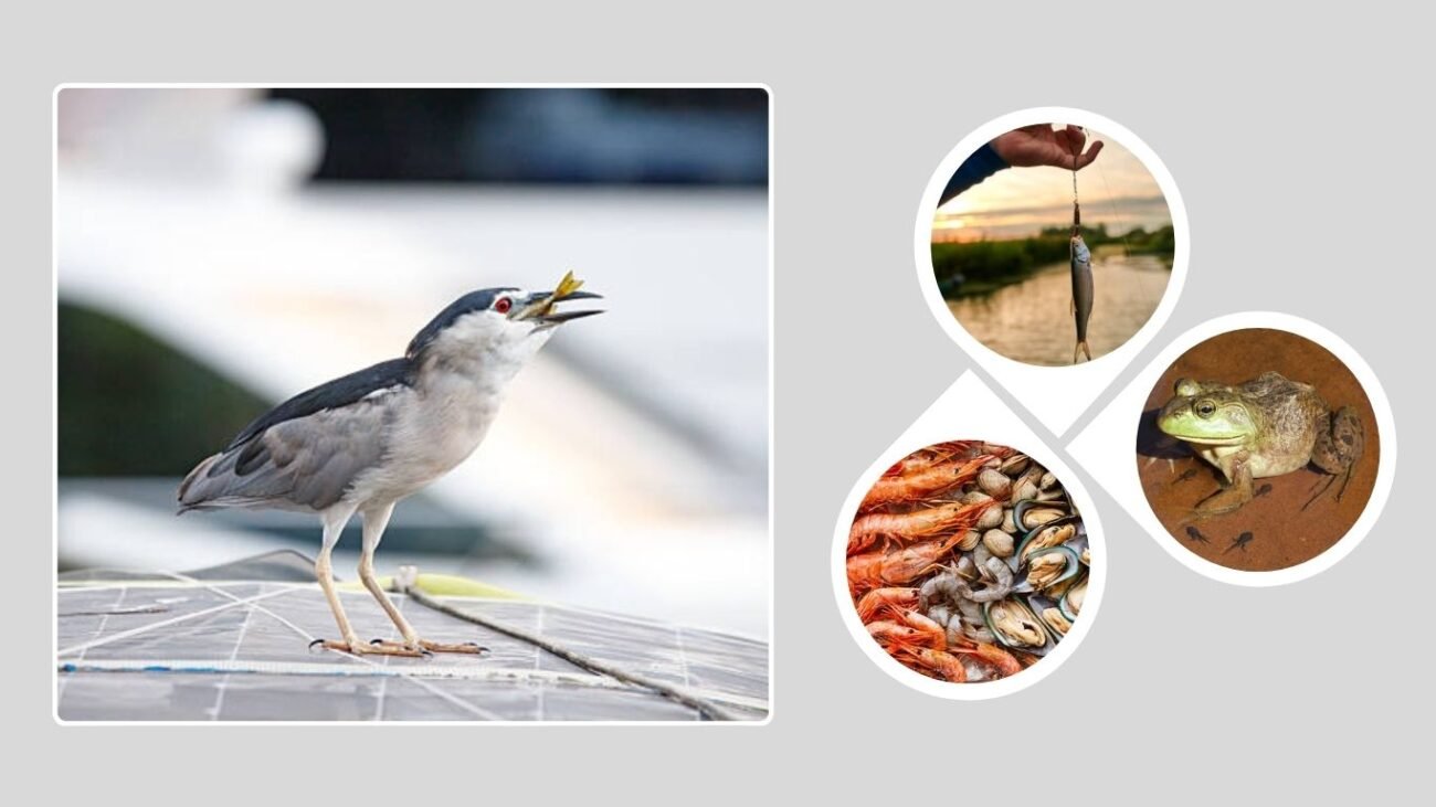 Diet and Feeding Habits