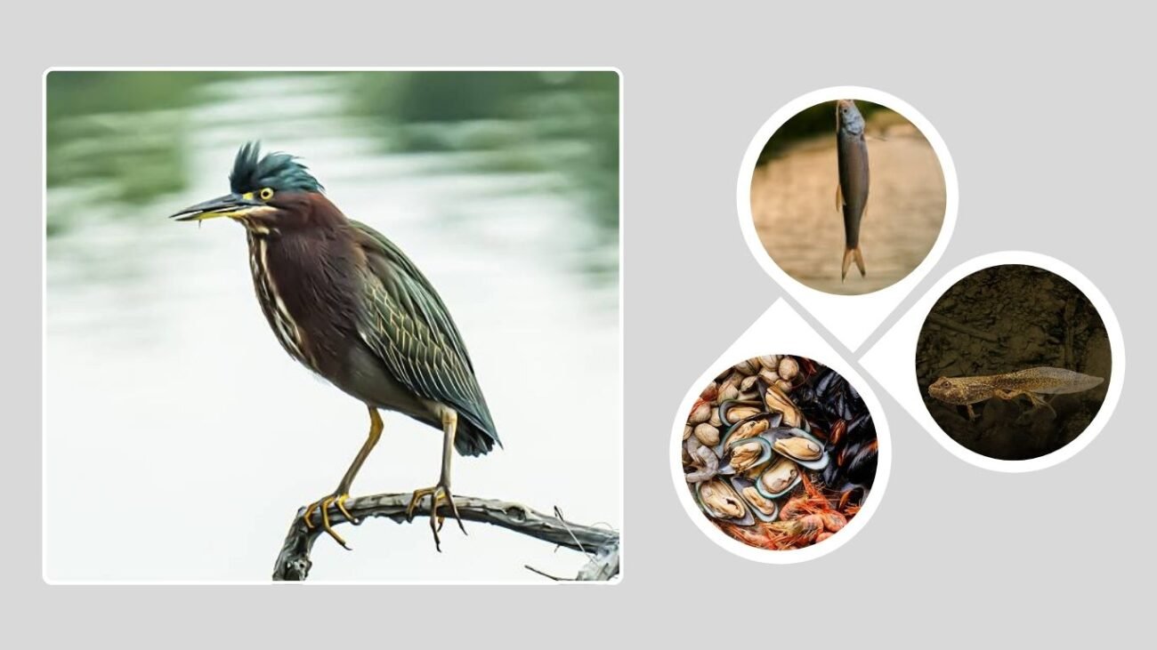 Diet and Feeding Habits