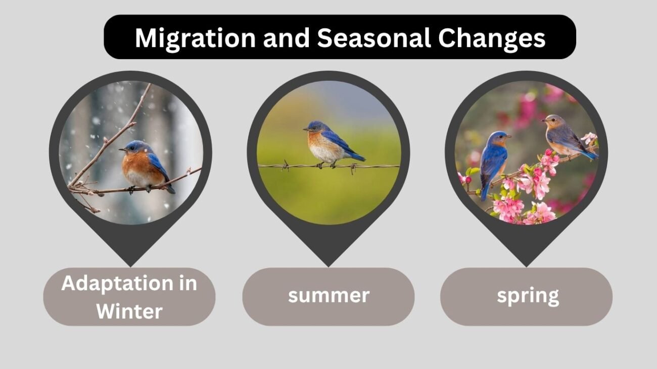 Migration and Seasonal Changes
