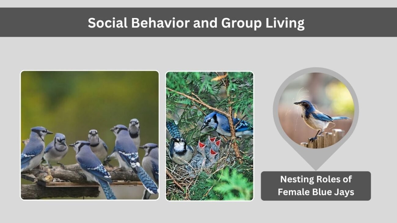 Social Behavior and Group Living