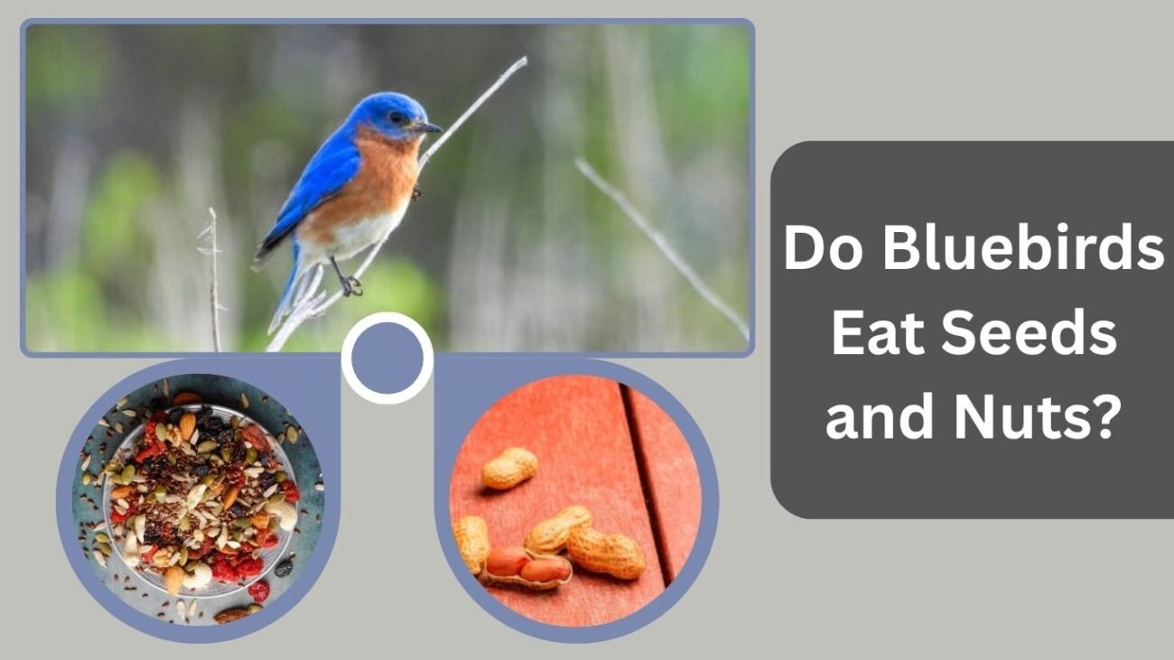 Do Bluebirds Eat Seeds and Nuts?
