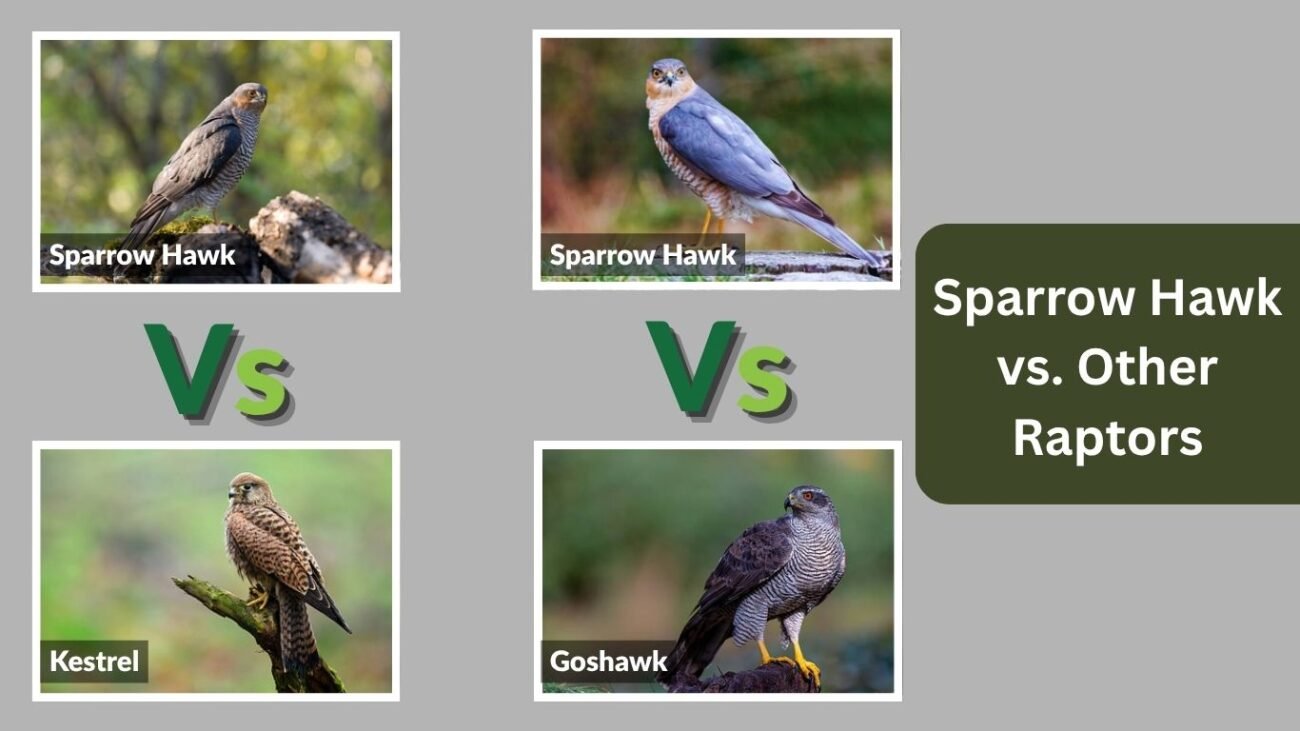 Sparrow Hawk vs. Other Raptors