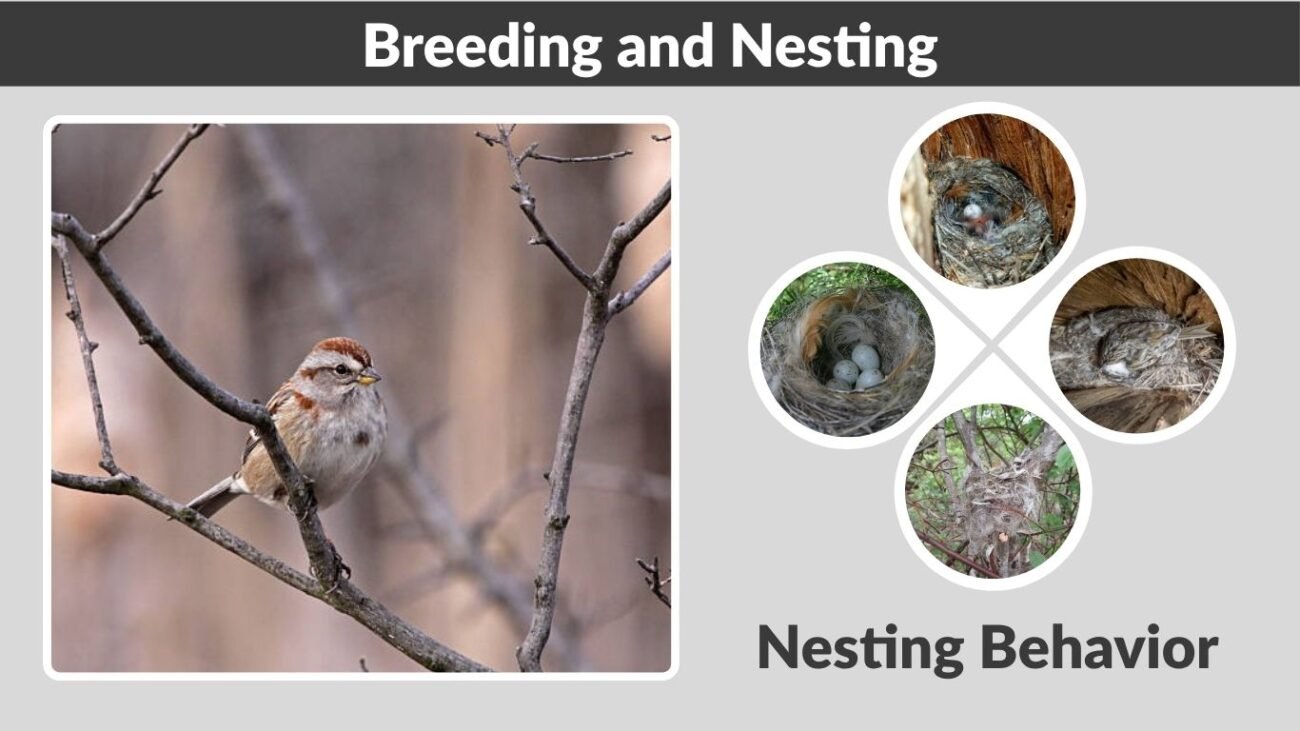 Breeding and Nesting