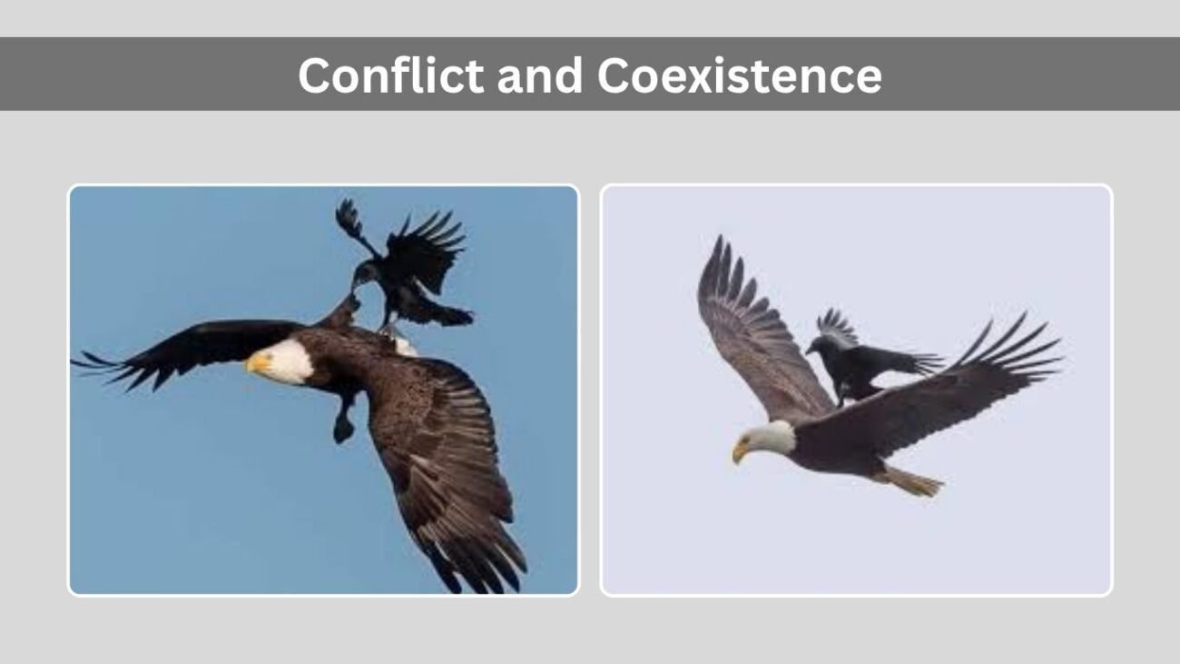 Conflict and Coexistence