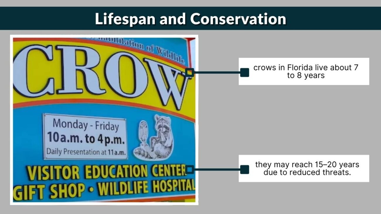 Lifespan and Conservation