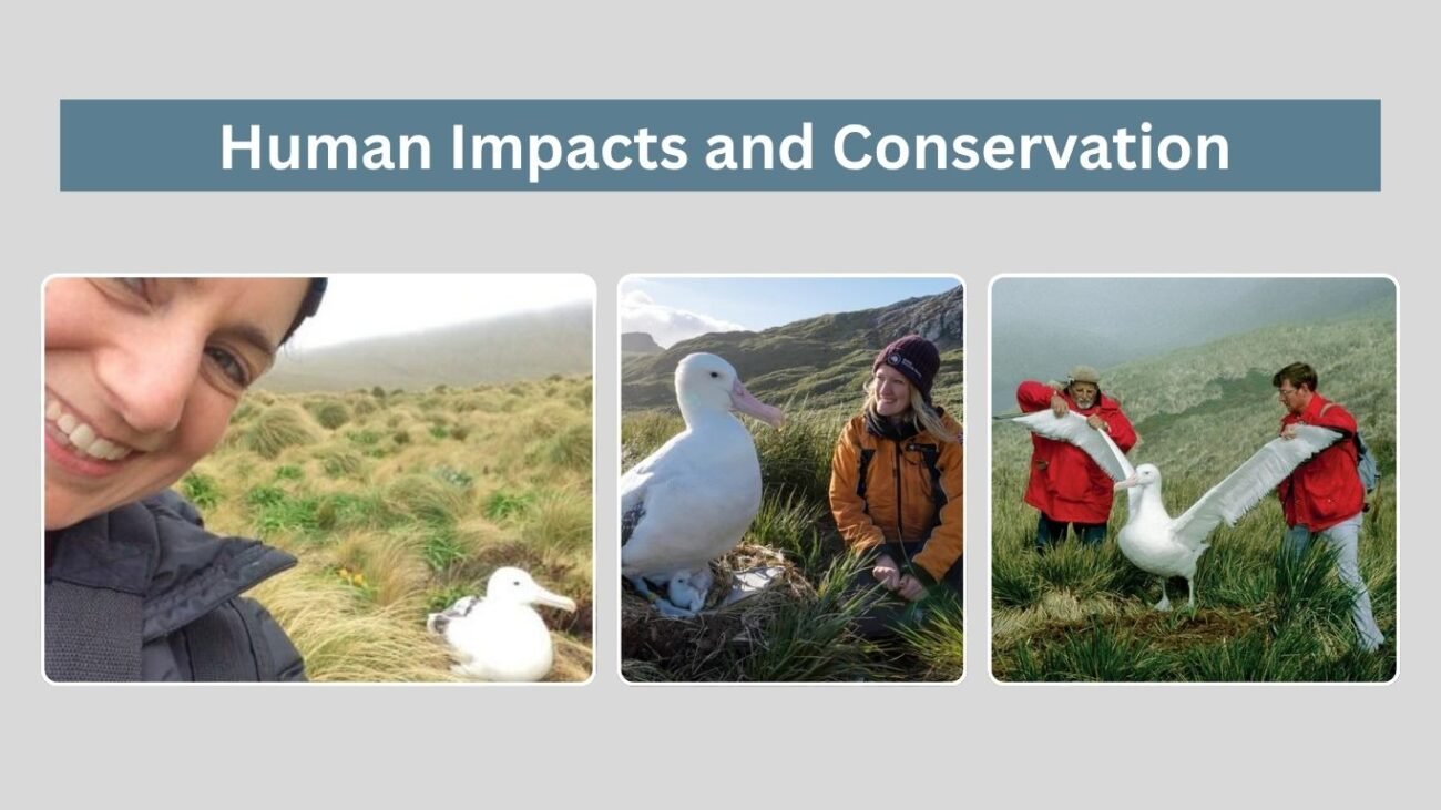 Human Impacts and Conservation