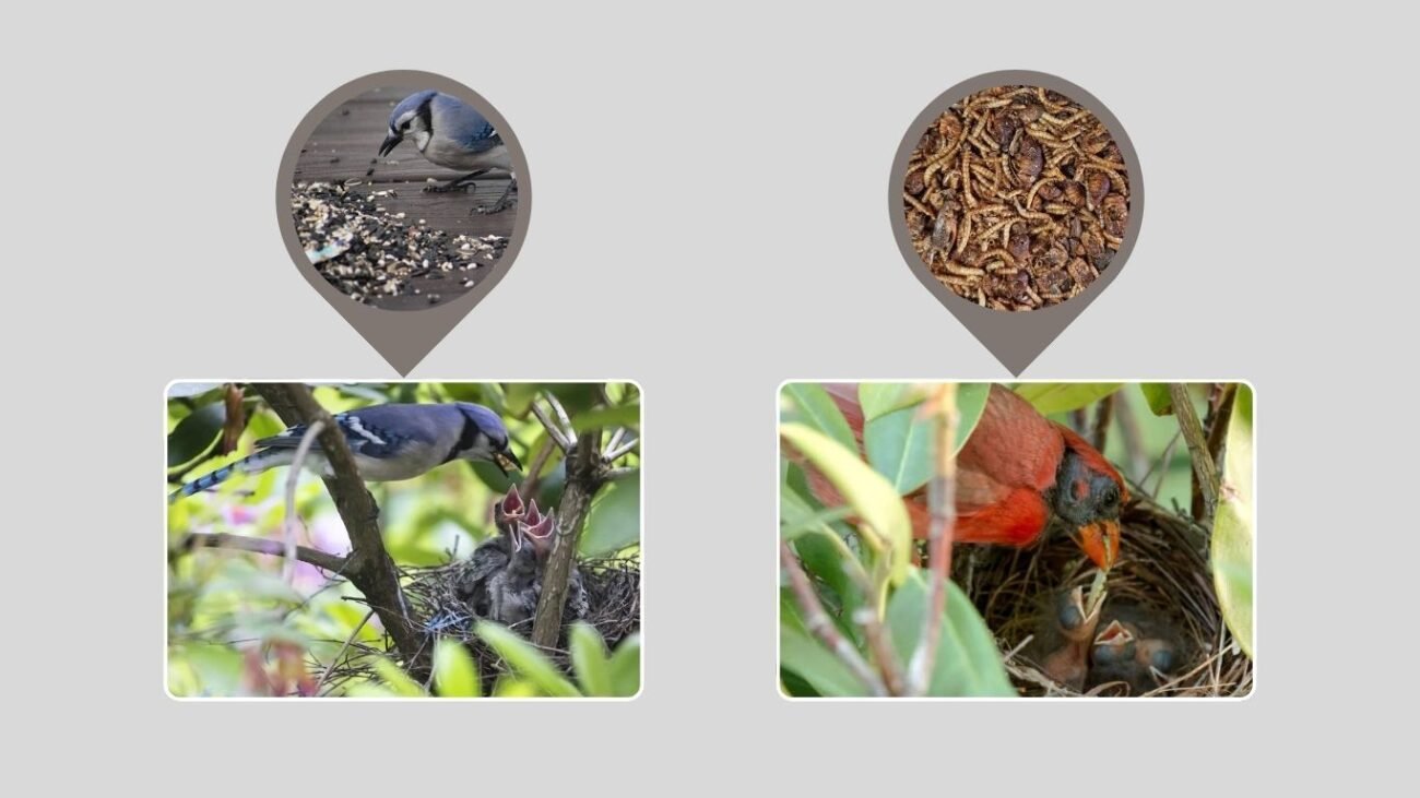 Diet and Feeding Habits