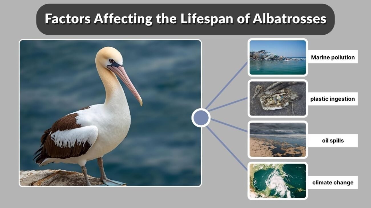 Factors Affecting the Lifespan of Albatrosses