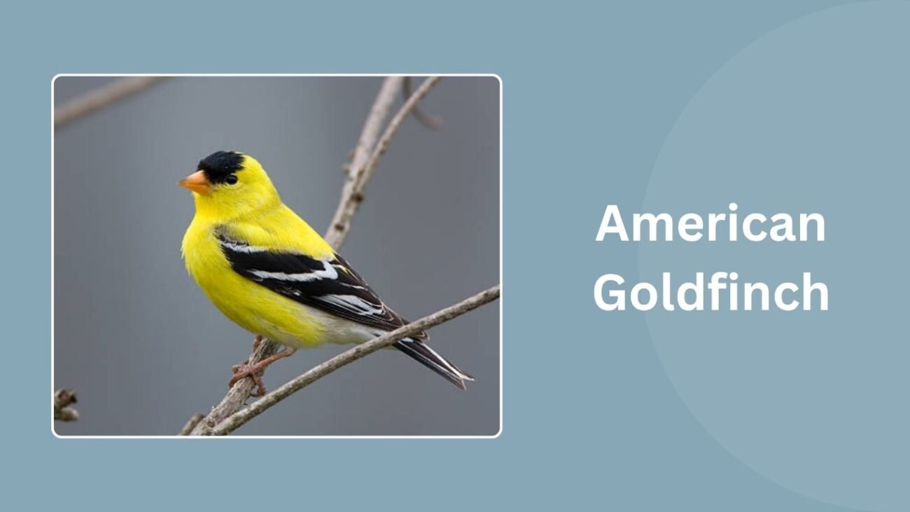 American Goldfinch