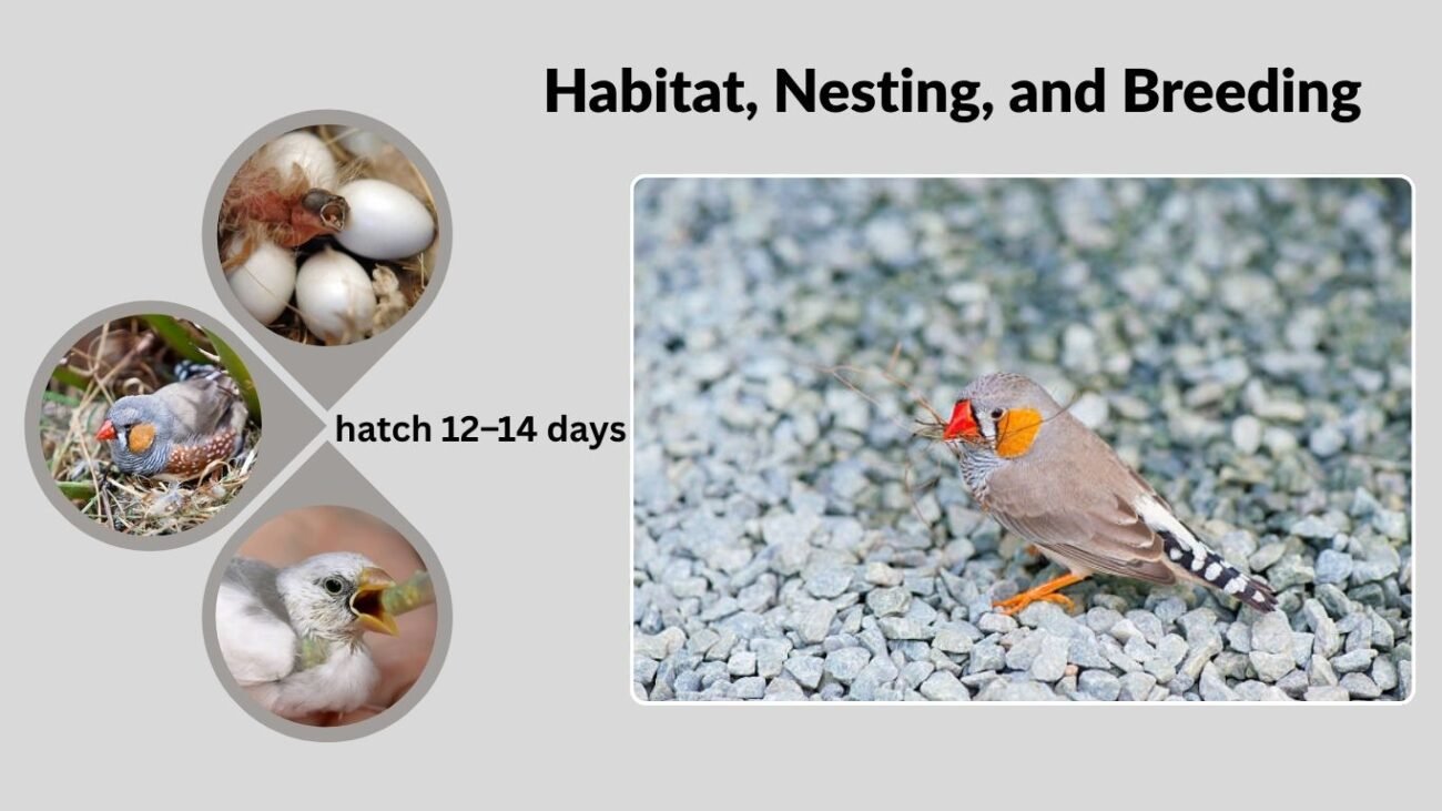 Habitat, Nesting, and Breeding