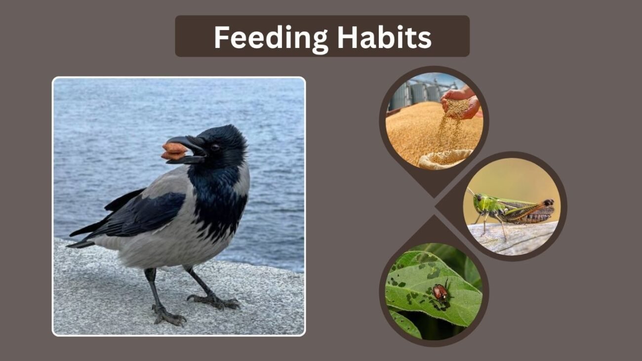 Feeding Habits