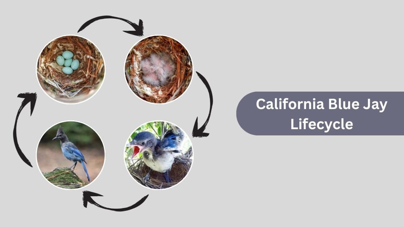 California Blue Jay Lifecycle