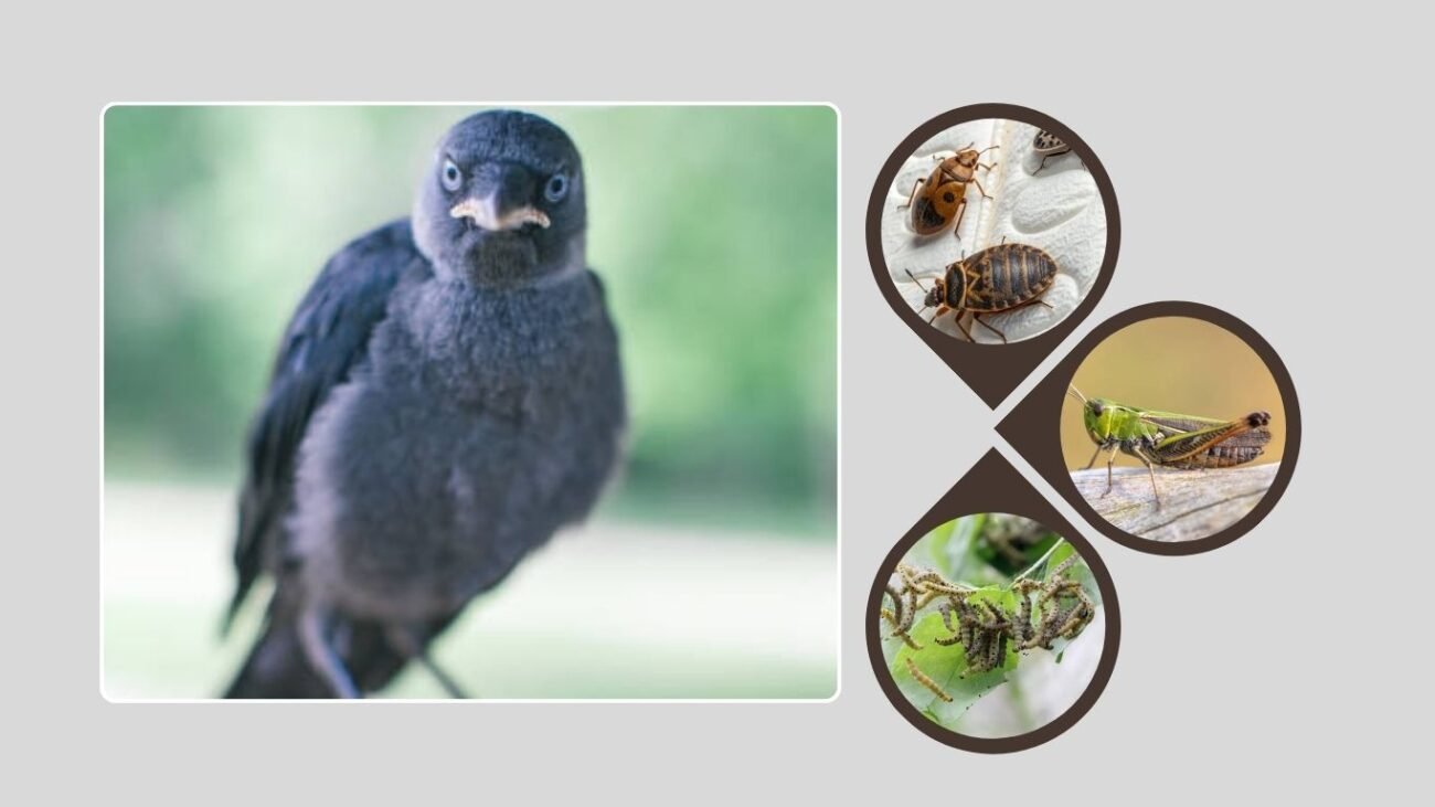 Diet and Feeding Habits