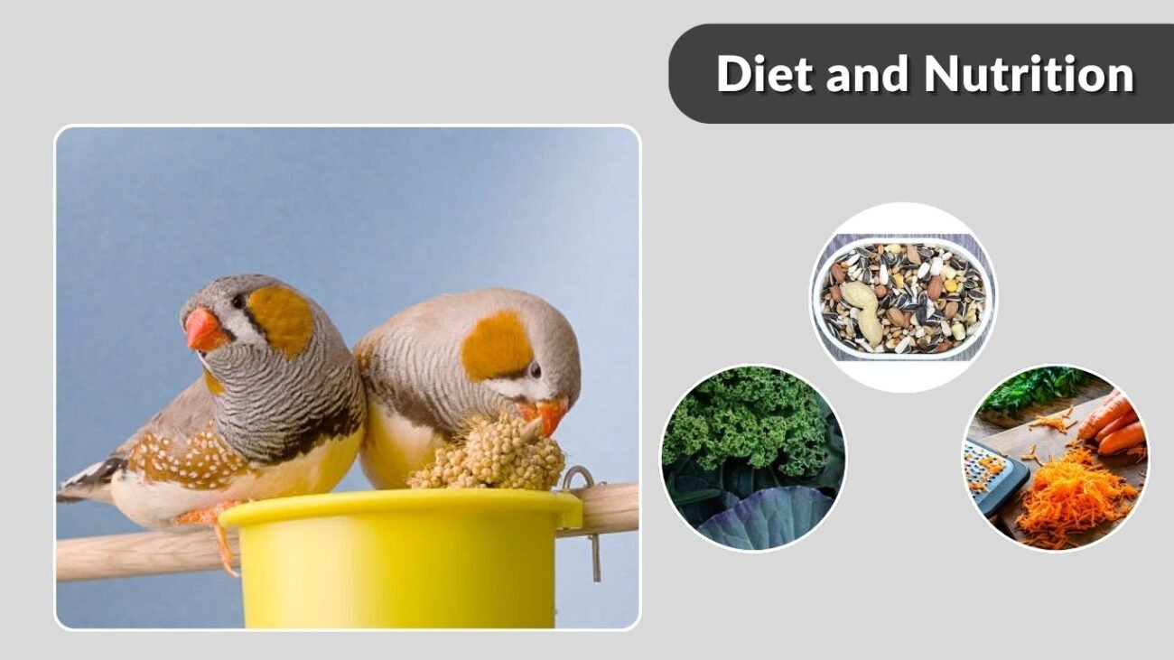 Diet and Nutrition
