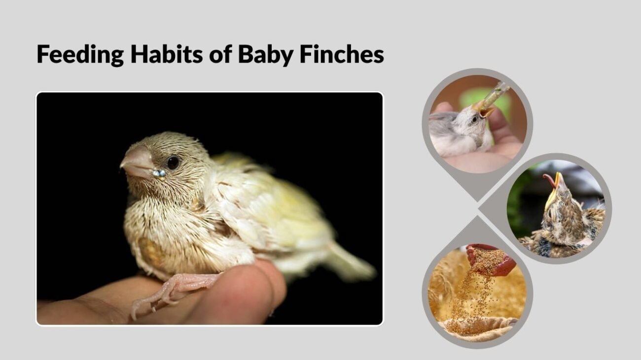 Feeding Habits of Baby Finches