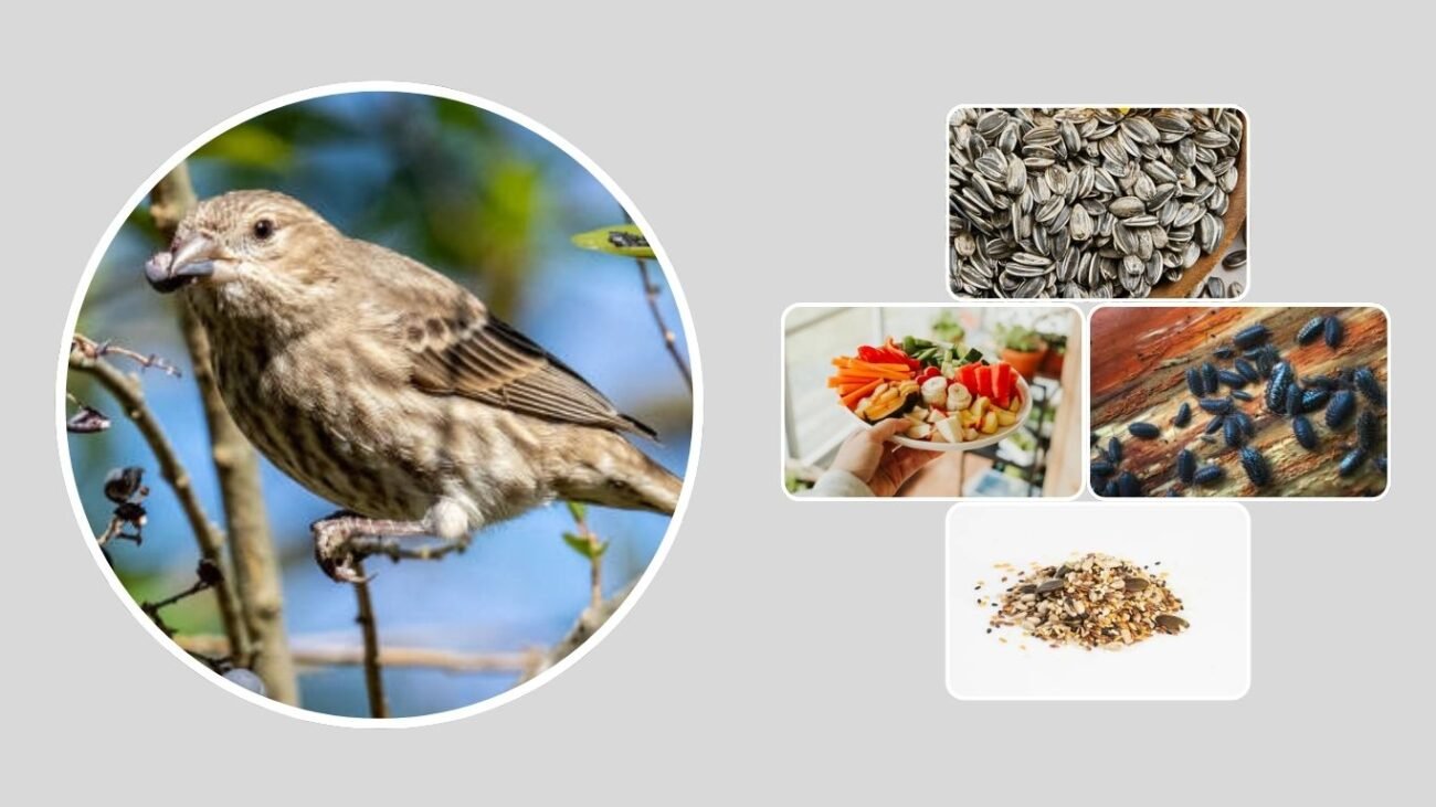 Finch Diet and Feeding Habits