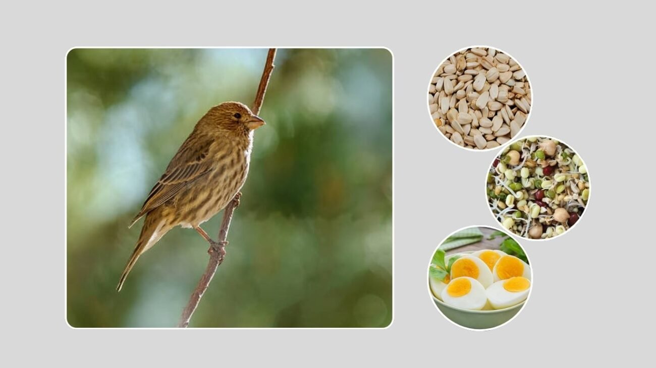 Special Situations and Mixed Aviaries