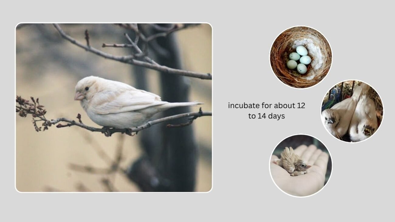Breeding Behavior