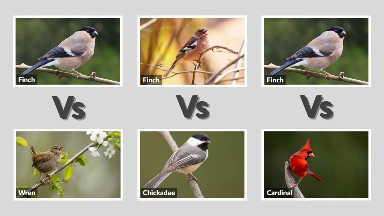 Other Small-Bird Comparisons