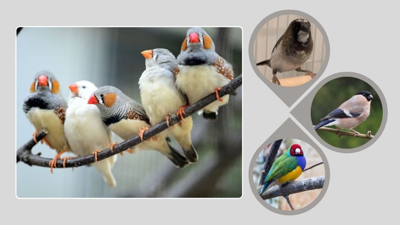 How Long Do Finches Live?