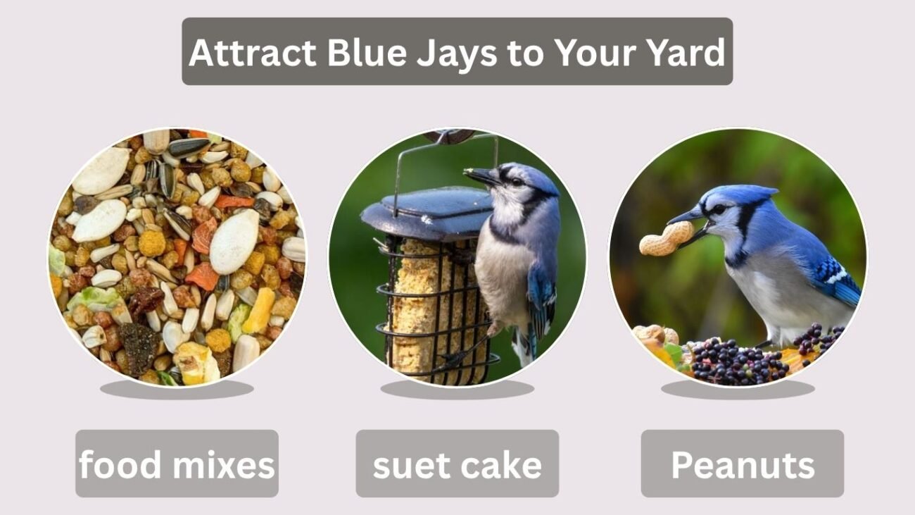Attract Blue Jays to Your Yard