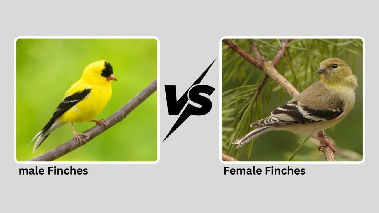 Male vs. Female Finches