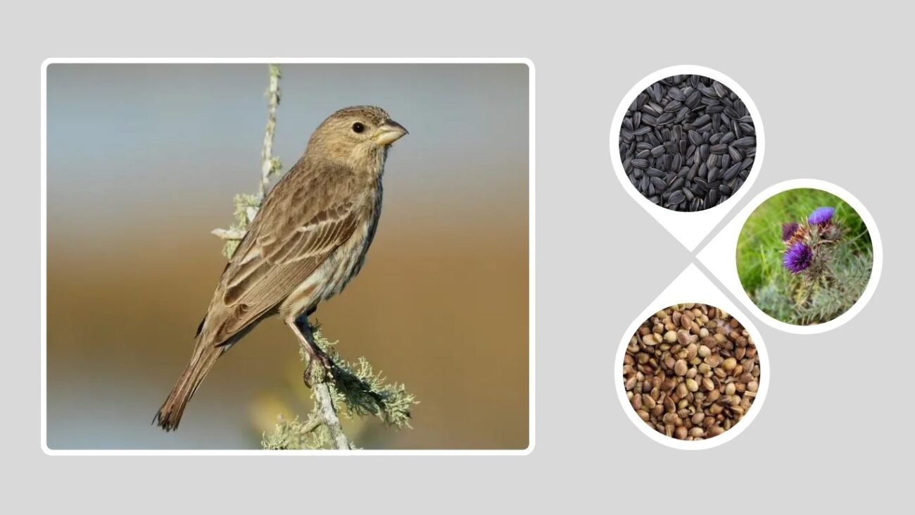 Diet and Feeding Behavior