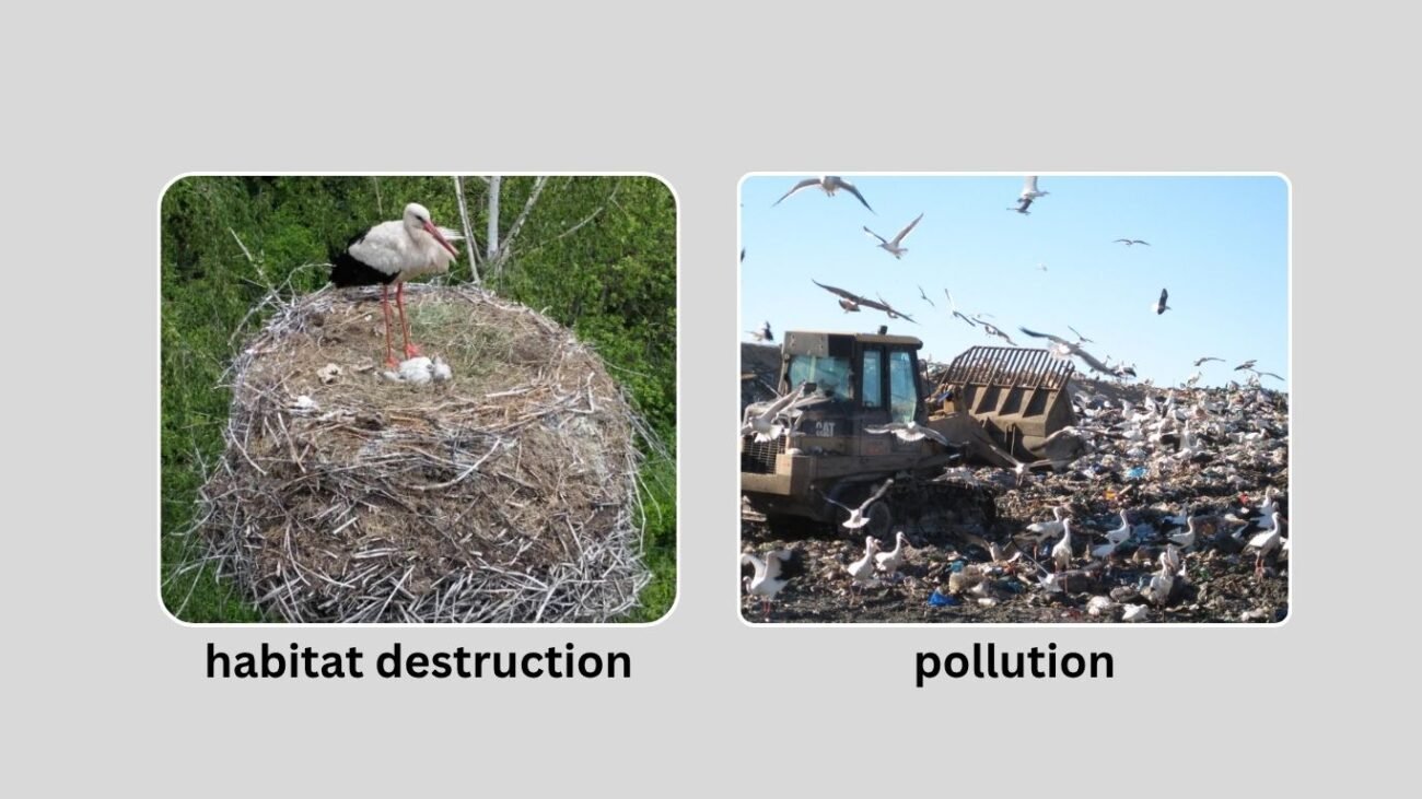 Conservation Status