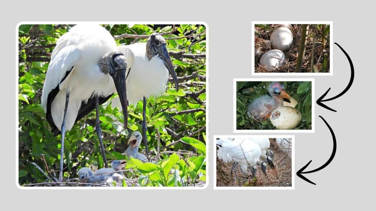 Breeding and Nesting