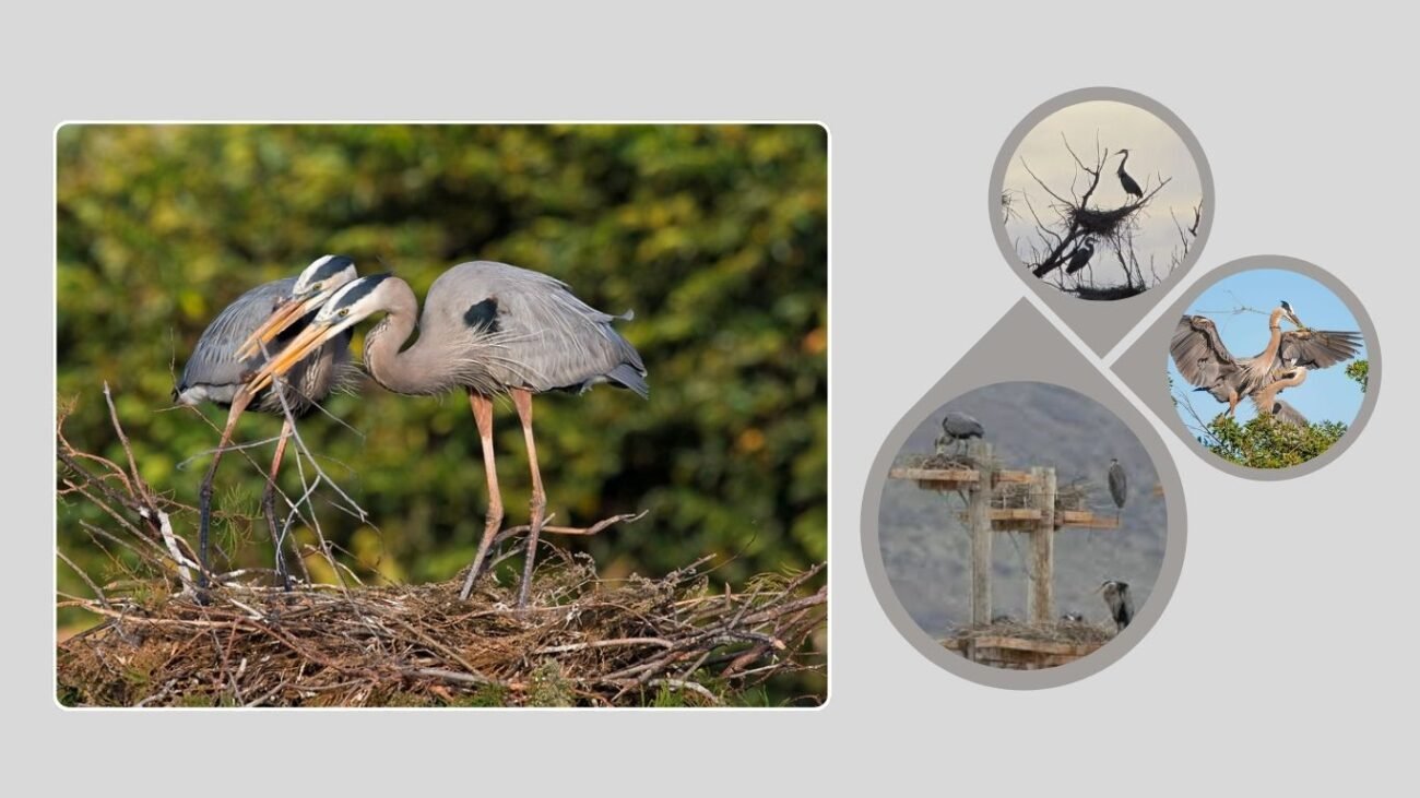 Nesting Habitat