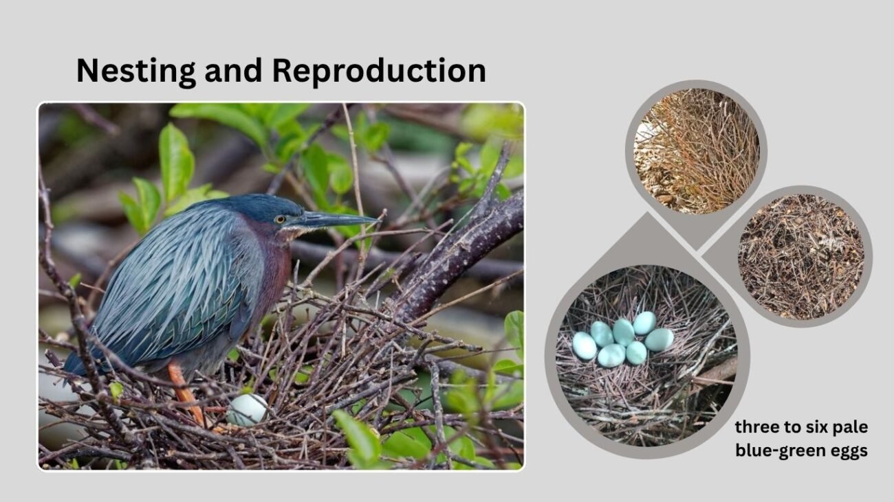 Nesting and Reproduction