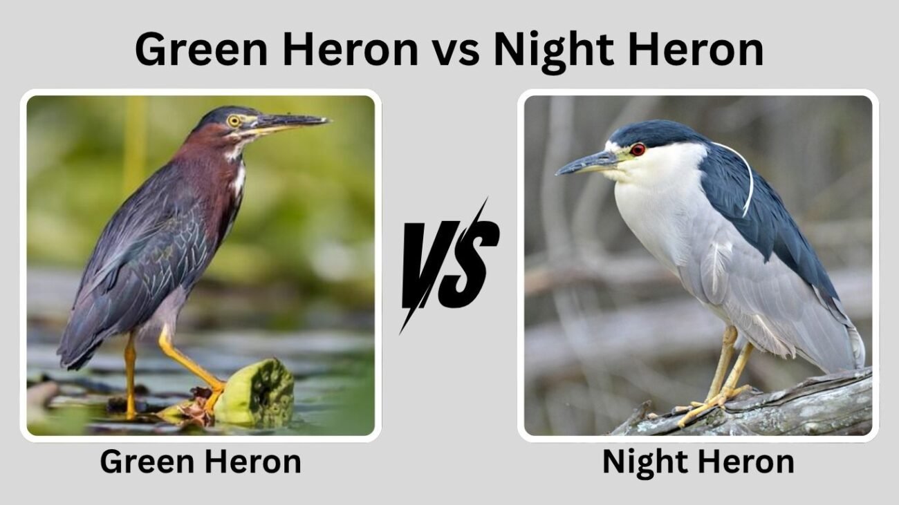 Green Heron vs Night Heron