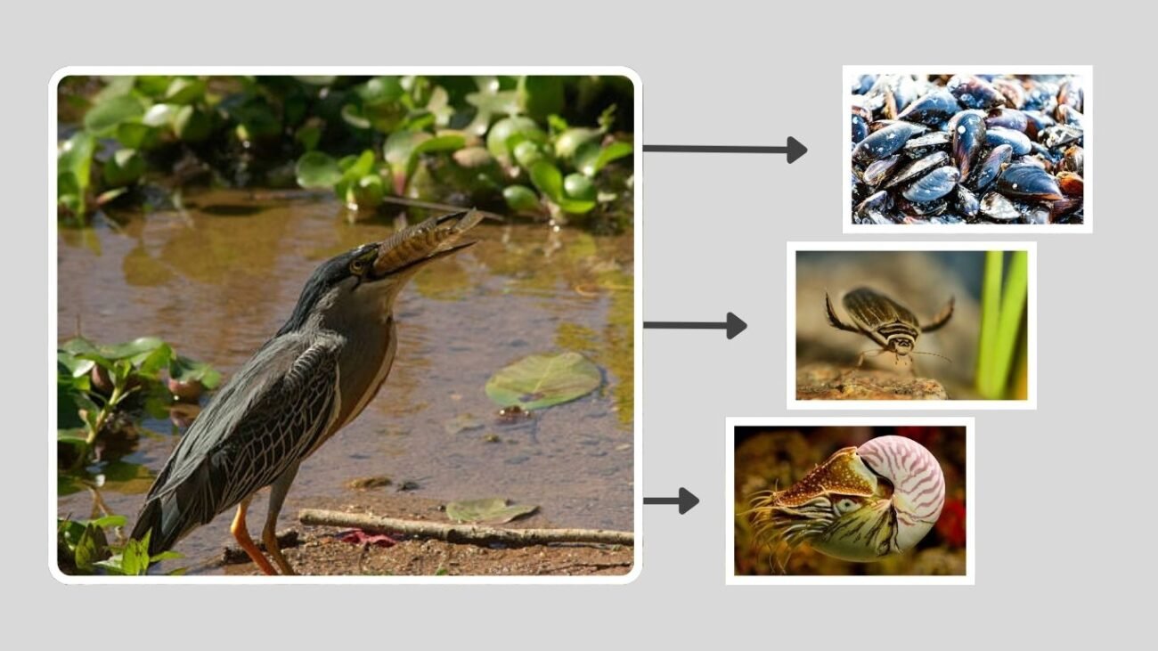 Behavior and Feeding