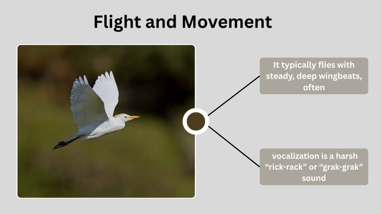 Flight and Movement