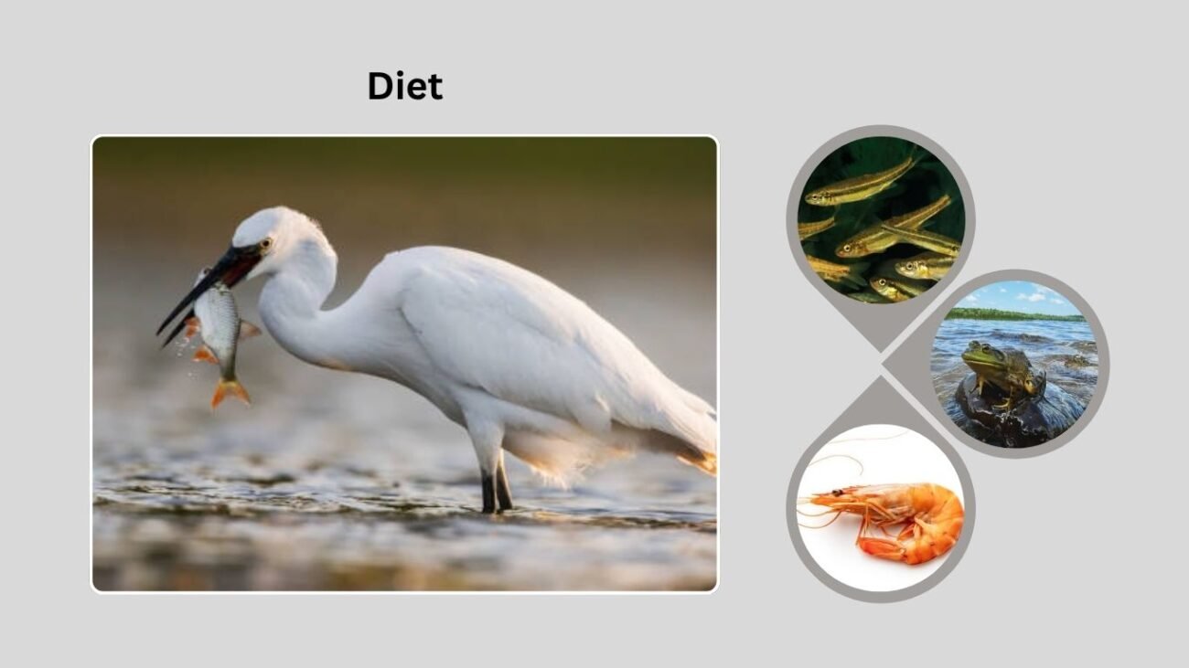 Diet